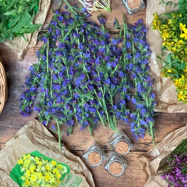 Herbs and remedies workshop - Wacohe