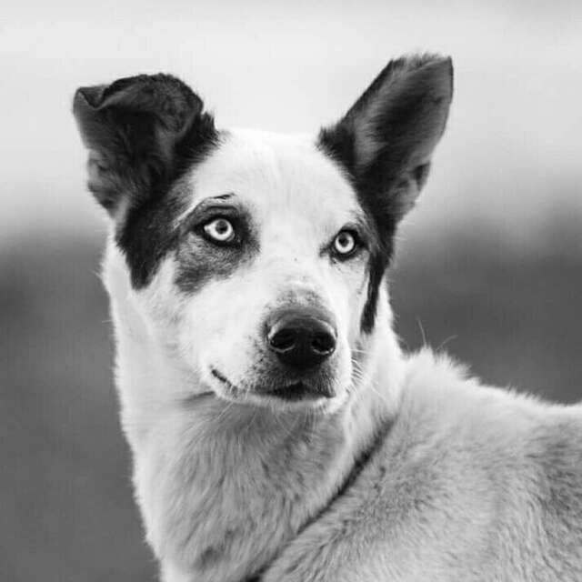 Cani Kart – Chiens de traineaux