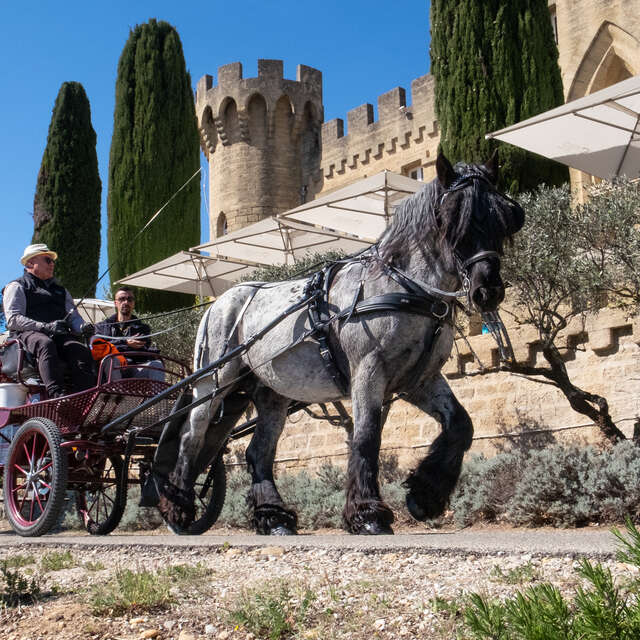 Les Chevaux du Mistral