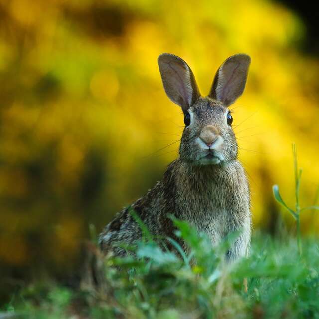 Mystères et croyances sur les animaux de la forêt