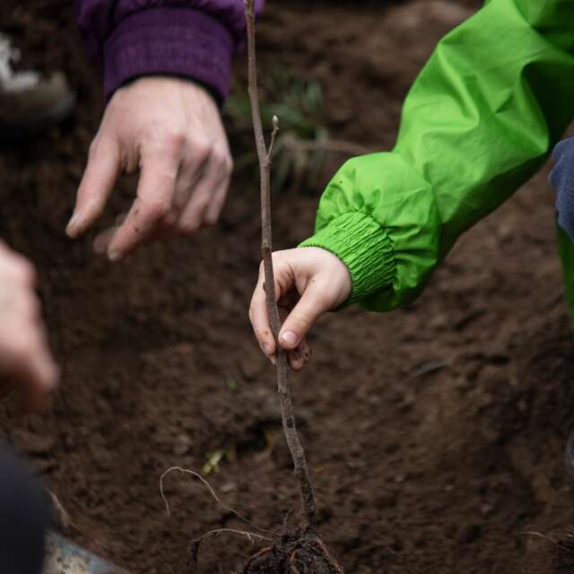 Arbres de la laïcité - Semaine de la laïcité