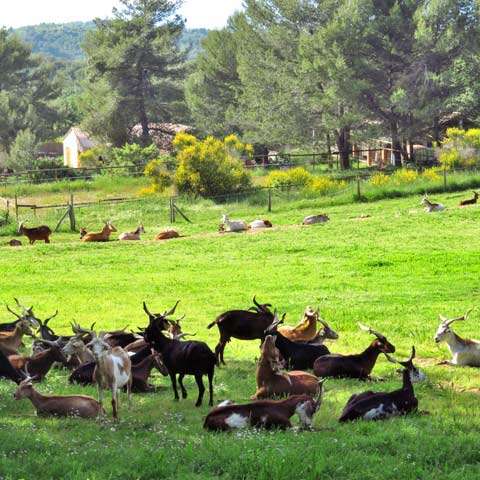 La Pastorale du Regagnas