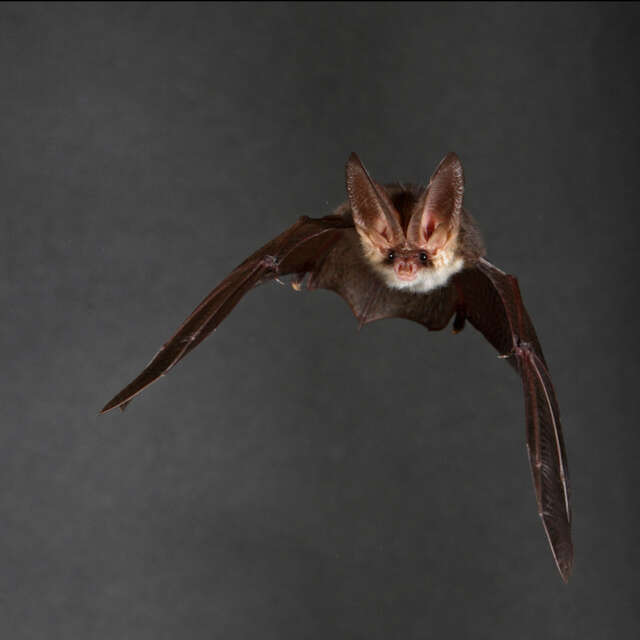 Nuit de la chauve-souris au château d'Angers