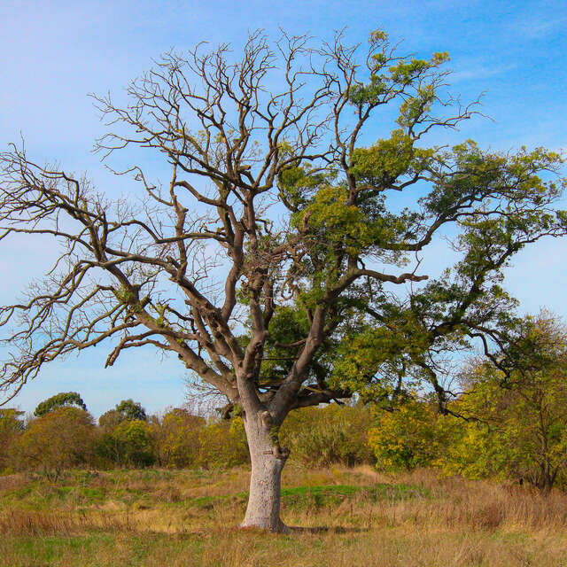 Conférence environnement : "La communication entre les plantes"
