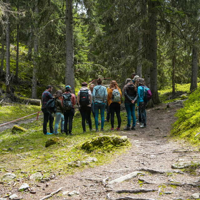 Dans les pas d'un forestier