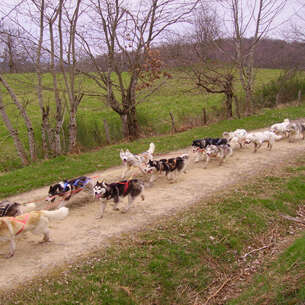 Chiens de traîneaux - Dubost nature
