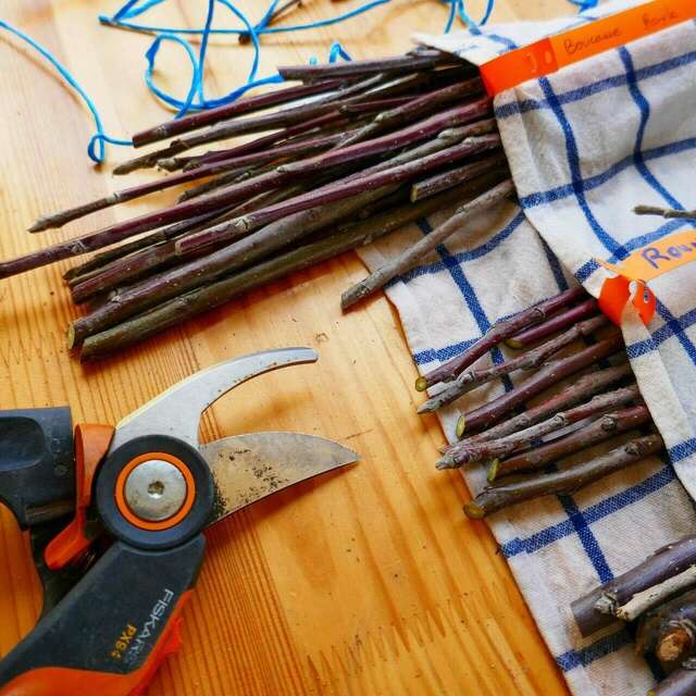 Jardins - Initiation au greffage