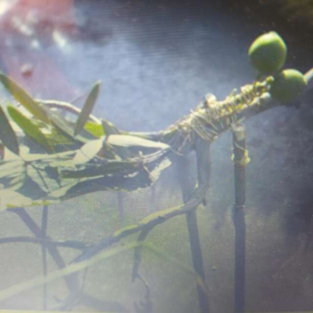 Le attività del Giardino Rocambole in serra