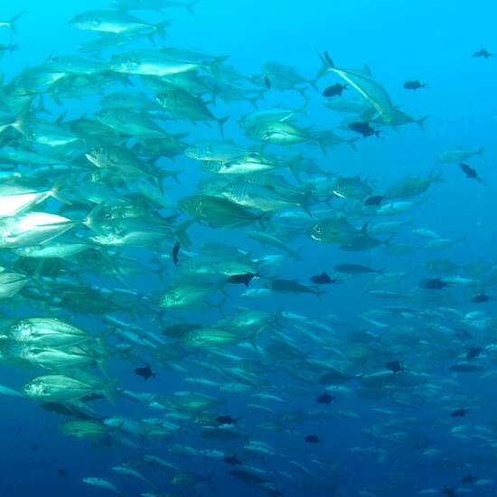 Mahana Dive