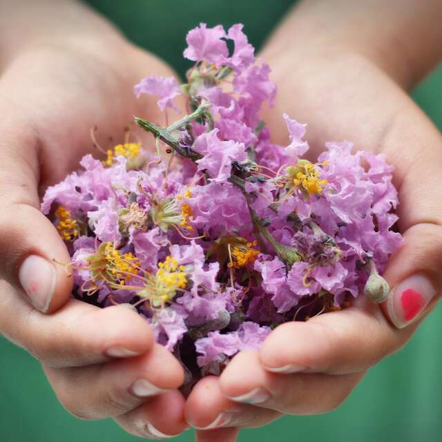 Formation aromathérapie