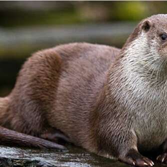 Sortie - Comme une loutre, descendons le gardon