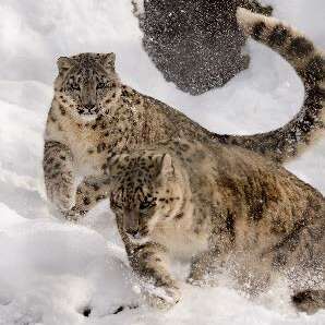 Ateliers 6 / 10 ans - Les animaux et le froid