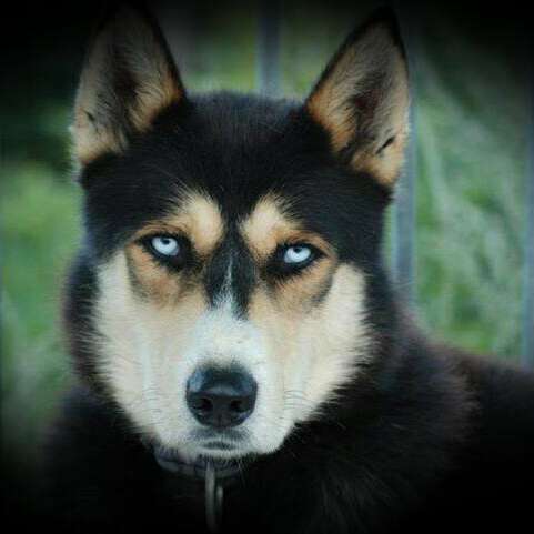 La Ferme des Chiens de Traîneaux des Aillons-Margériaz