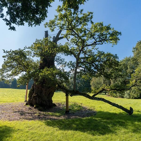 Chêne_Guillotin_Concoret_Brocéliande_Bretagne