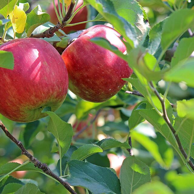 pommes