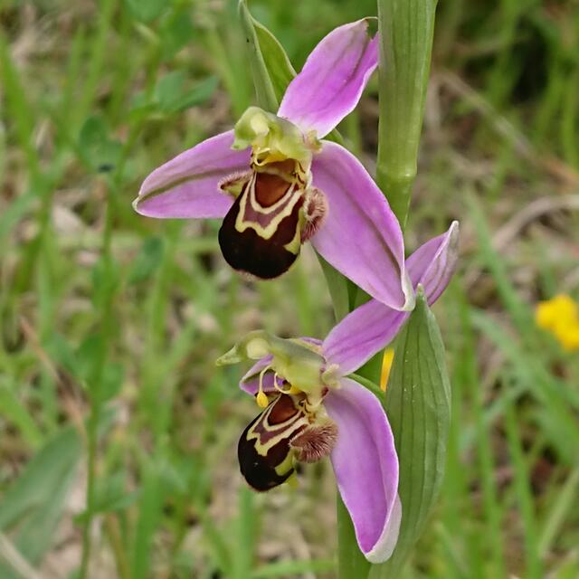 Orchidées en Provence