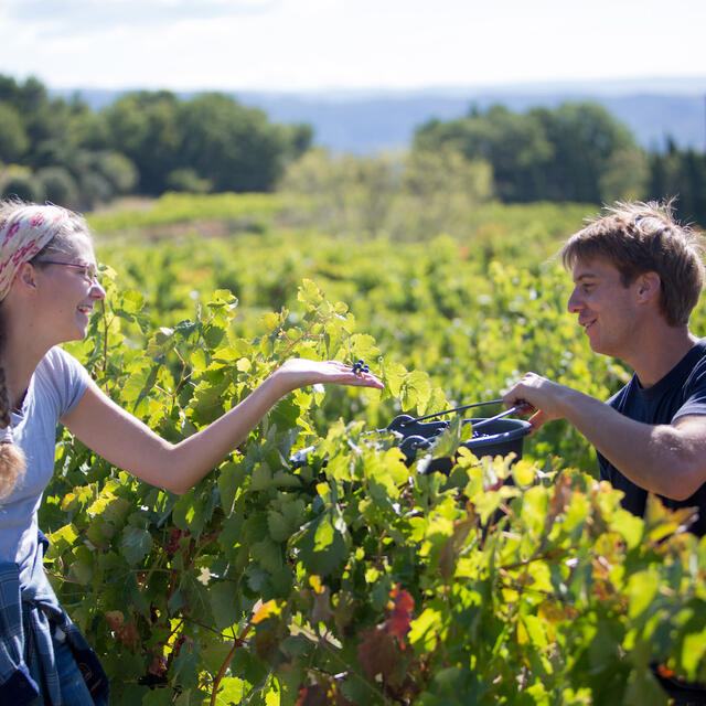 Domaine Saint-Amant (Suzette) | Provence-Alpes-Côte d'Azur Tourism