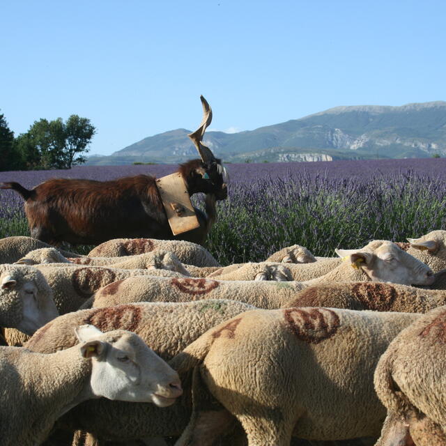 La Routo