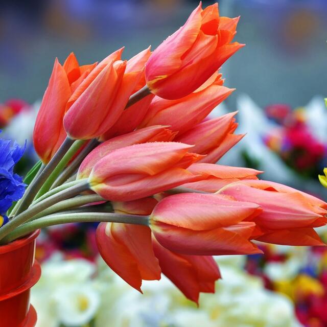 Marché aux fleurs du Vieux-Port