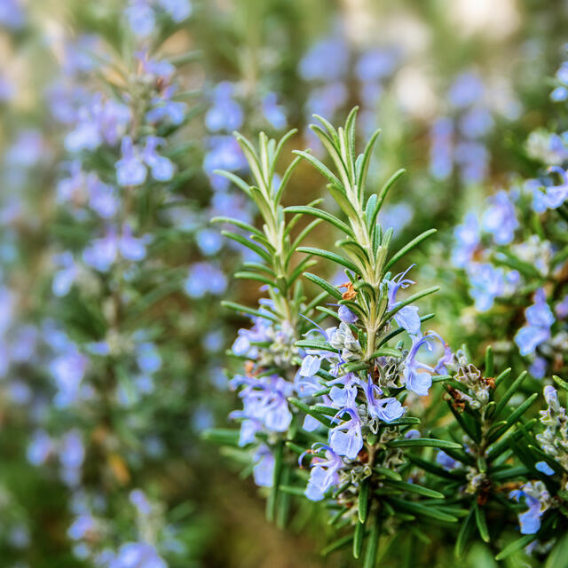 Plantes sauvages comestibles et médicinales