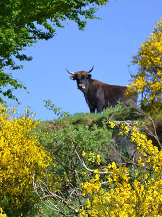 SUR LES TRACES DE L'AUROCH