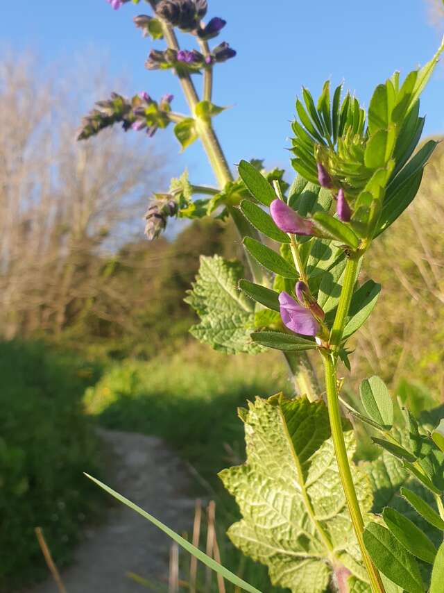 Balade autour des plantes médicinales