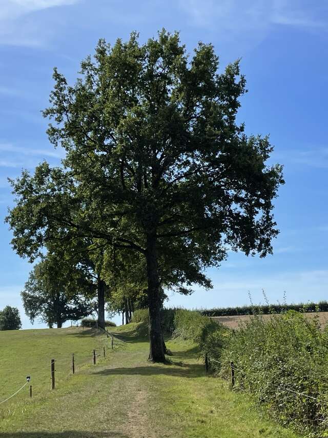 AUX GRANDS GARREAUX (SBS2)