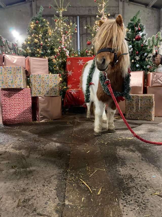 Marché de Noël à la Ferme Noisette au beau Thym