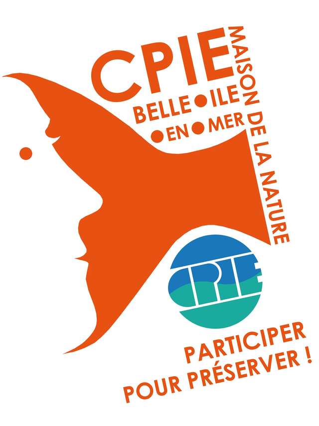 Sortie nature : Ornithologie aux Aiguilles de Port Coton