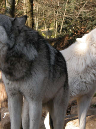 PARC DES LOUPS DU GEVAUDAN