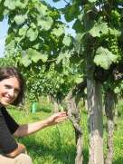 DOMAINE LABRANCHE LAFFONT