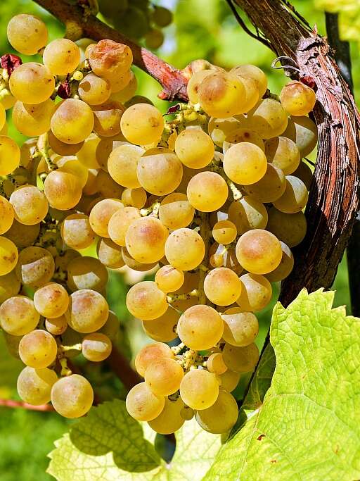 DOMAINE LAPRUNE