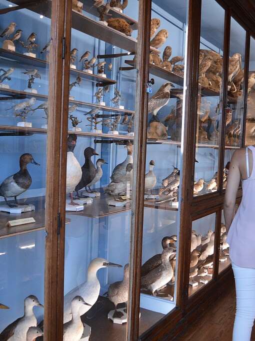 MUSEUM D'HISTOIRE NATURELLE