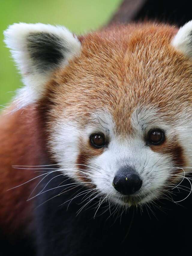 Réserve Zoologique de Calviac