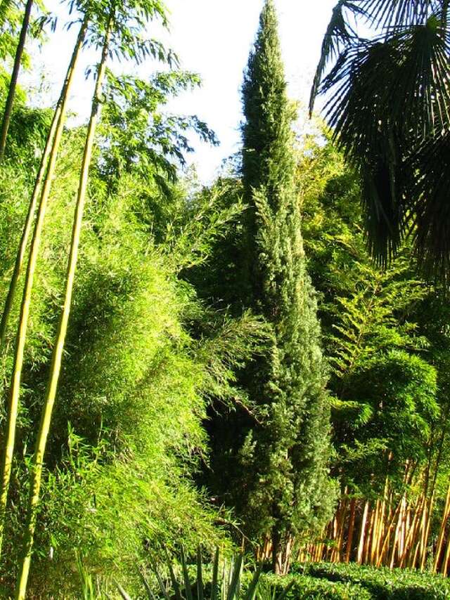 Jardin les Bambous de Planbuisson