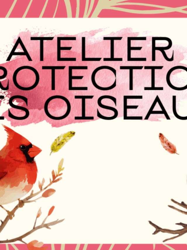 Atelier : Protection des oiseaux