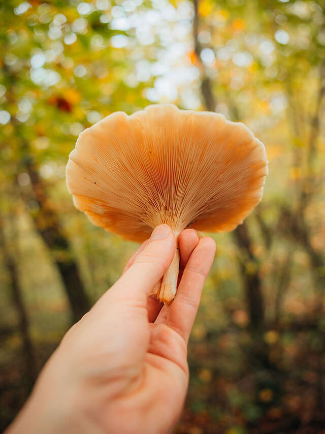 Sortie nature en forêt de Marly