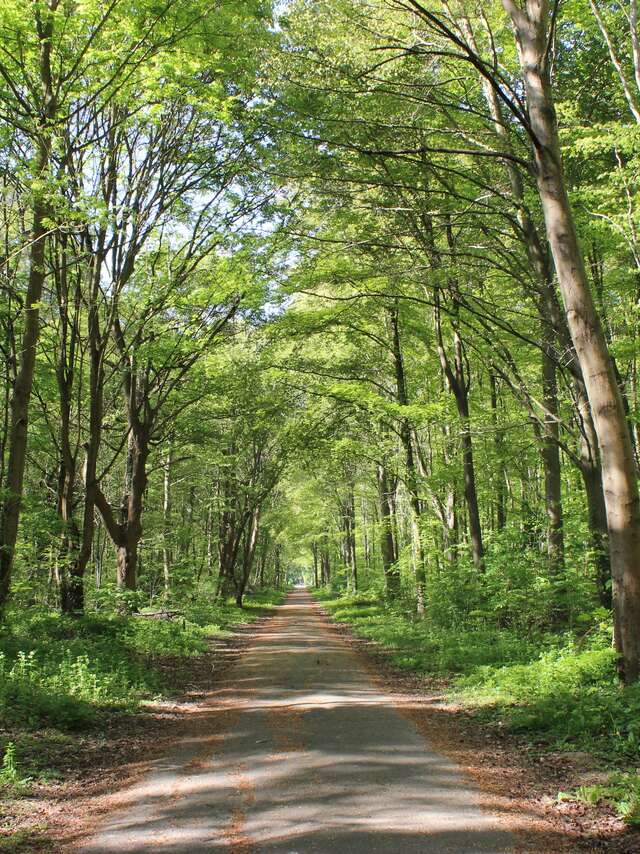 Les arbres remarquables en famille en forêt de Saint-Germain