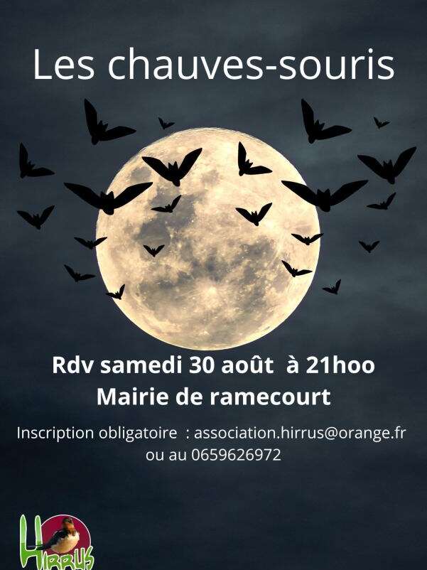 Découverte des chauves-souris
