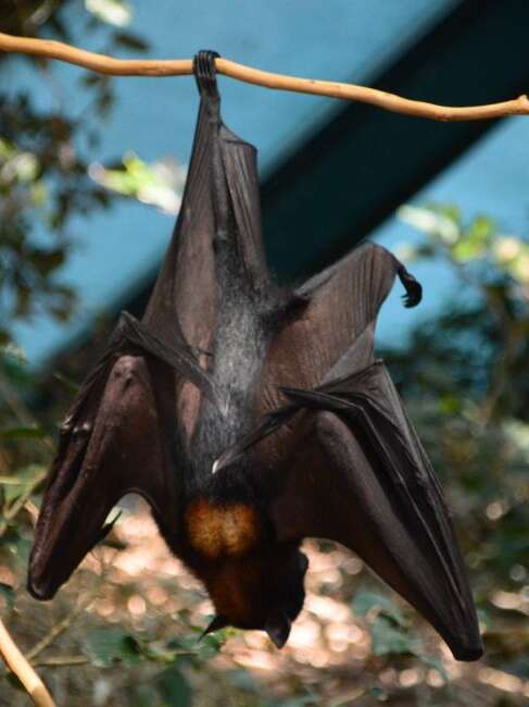 Les Chauves-Souris