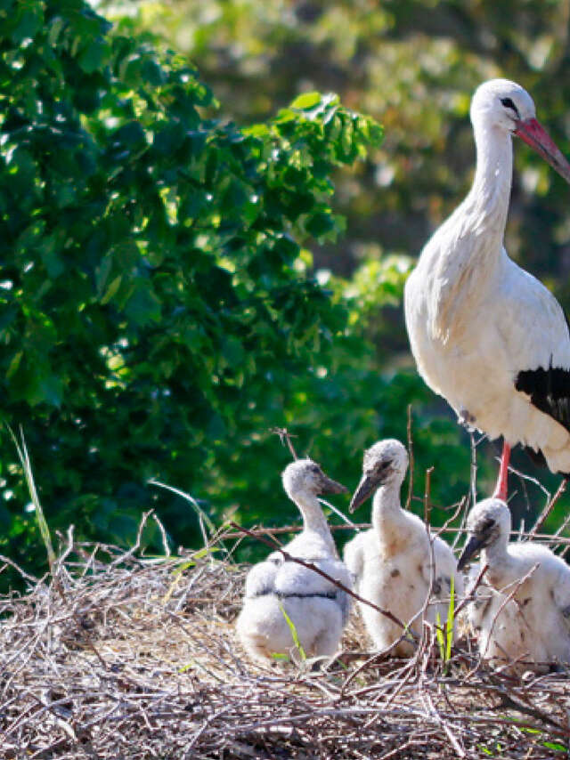 Rendezvous in der Natur: Begegnung mit dem elsässischen Storch