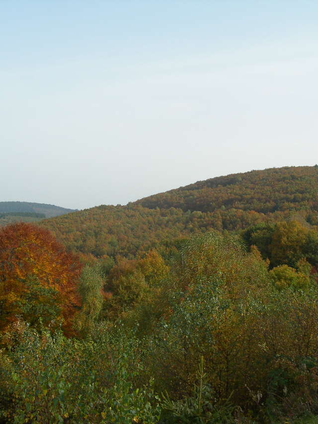 Bois de Crozat