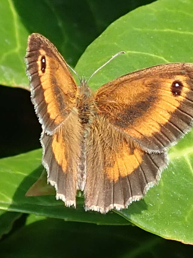 Papillons et autres petites bêtes