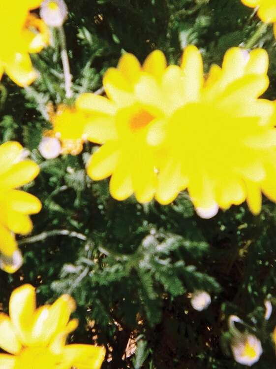 La parade des fleurs