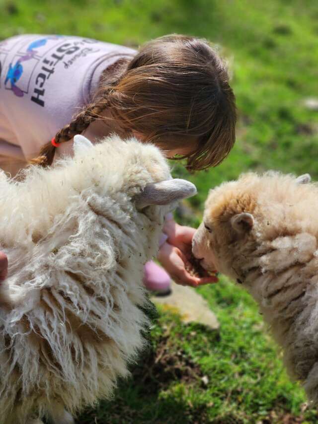 Laine et teinture végétale - 3 à 8 ans