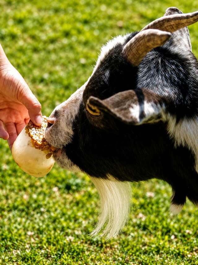 Le goûter givré des animaux - 3 à 8 ans