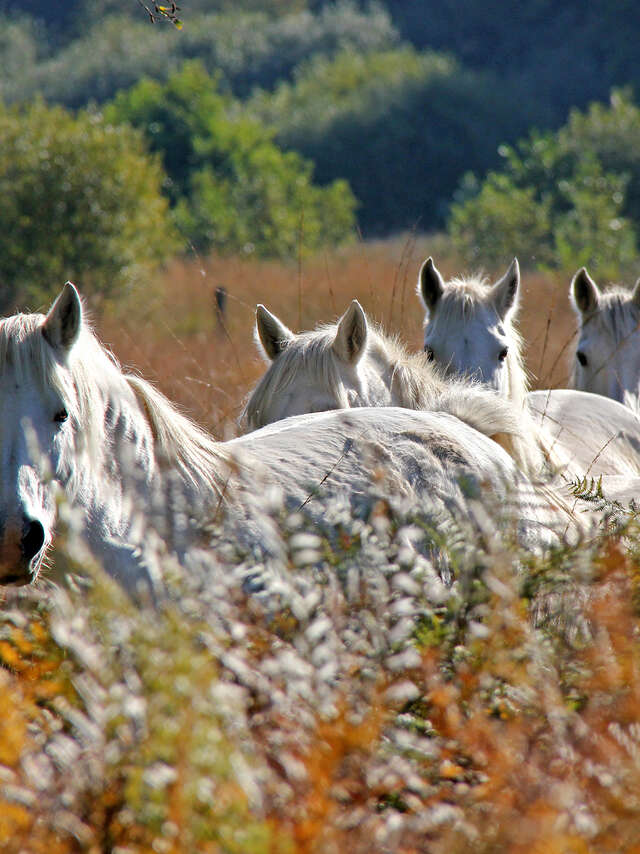 Anniversaire Réserve naturelle de Plounérin