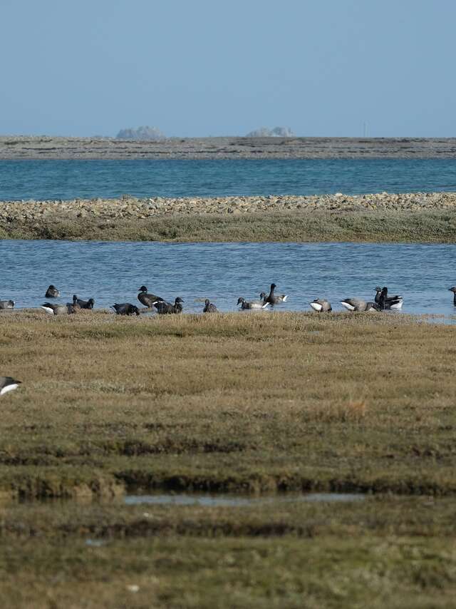 Séance d’observation et de reconnaissance des oiseaux migrateurs