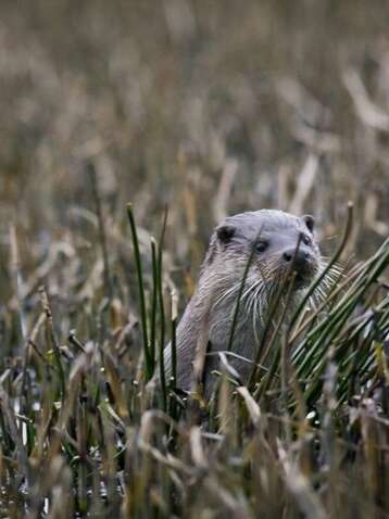 Sur les traces de Tarka la loutre