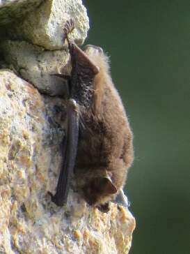 Chauves souris, la magie de la nuit
